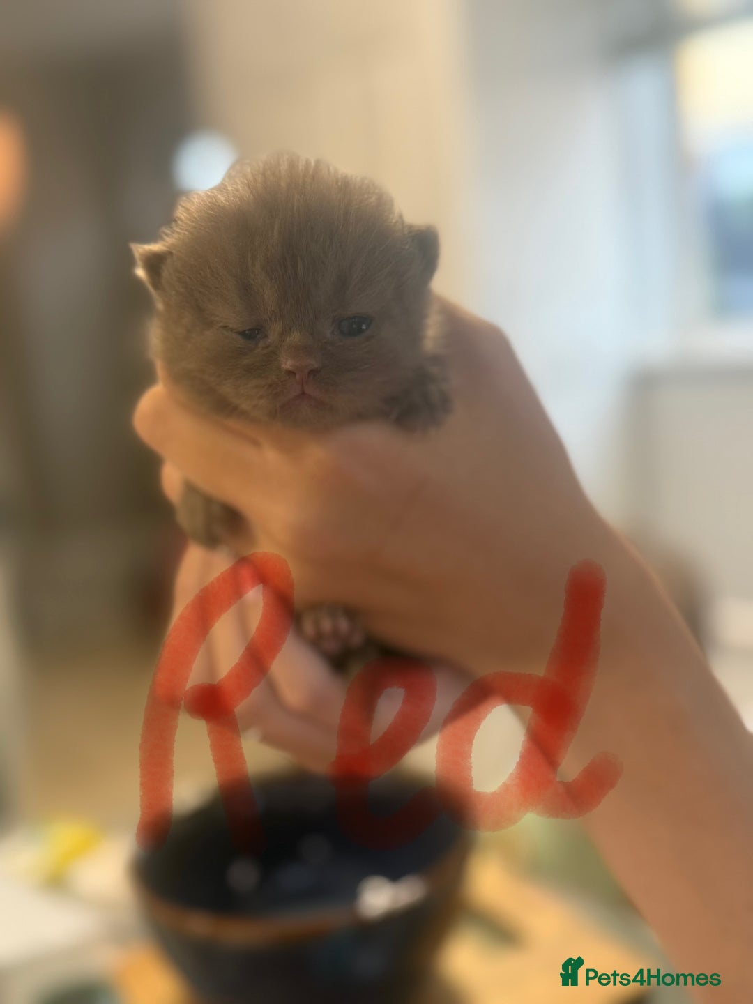 British Shorthair cats for sale: British shorthair kittens  - Image 12