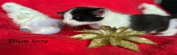 Mixed Breed cats for sale: Black and White fluffy kittens  - Advert 3