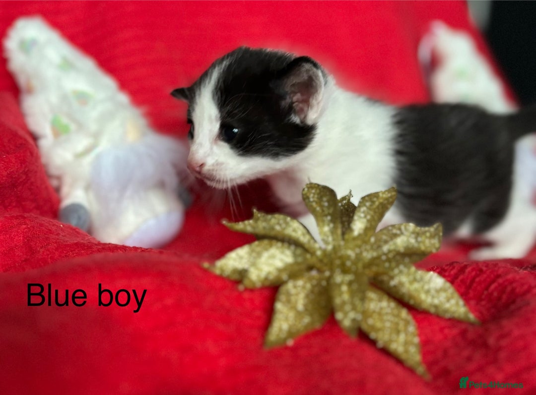 Mixed Breed cats for sale: Black and White fluffy kittens  - Advert 3