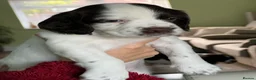 English Springer Spaniel dogs for sale: English Springer Spaniel Puppies in Basingstoke - Advert 5