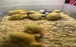 Canaries birds for sale: Pekin ducklings  - Image 4