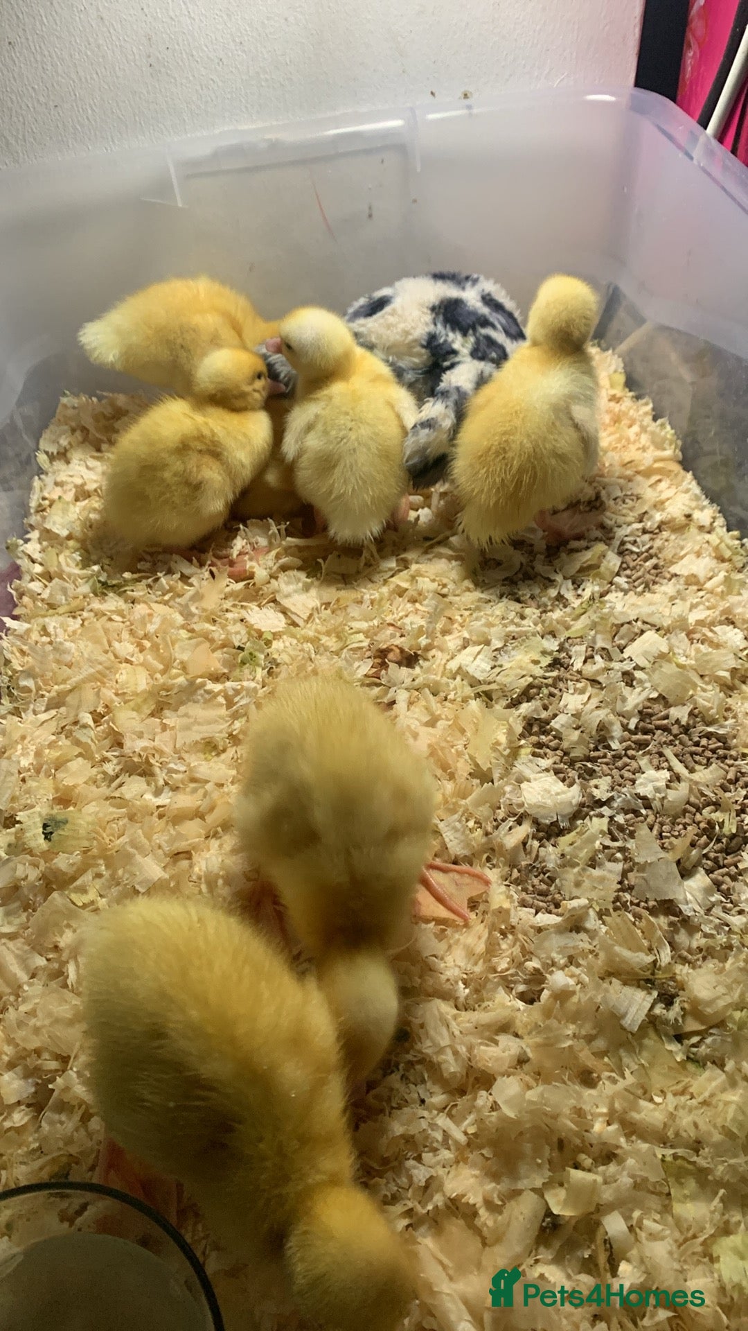 Canaries birds for sale: Pekin ducklings  - Image 4