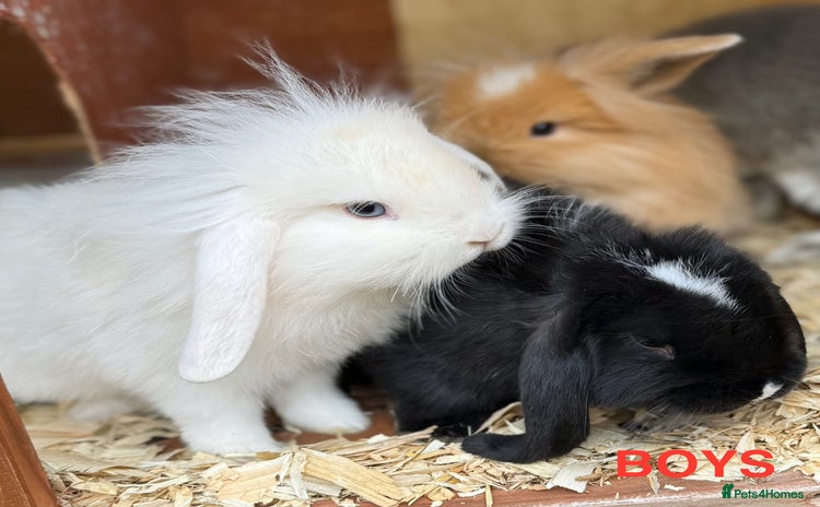 Mini Lion Lop rabbits - Advert 6