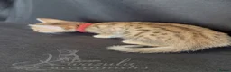 Savannah cats for sale: Exceptional Quality Tica Regist. Savannah kittens - Advert 4