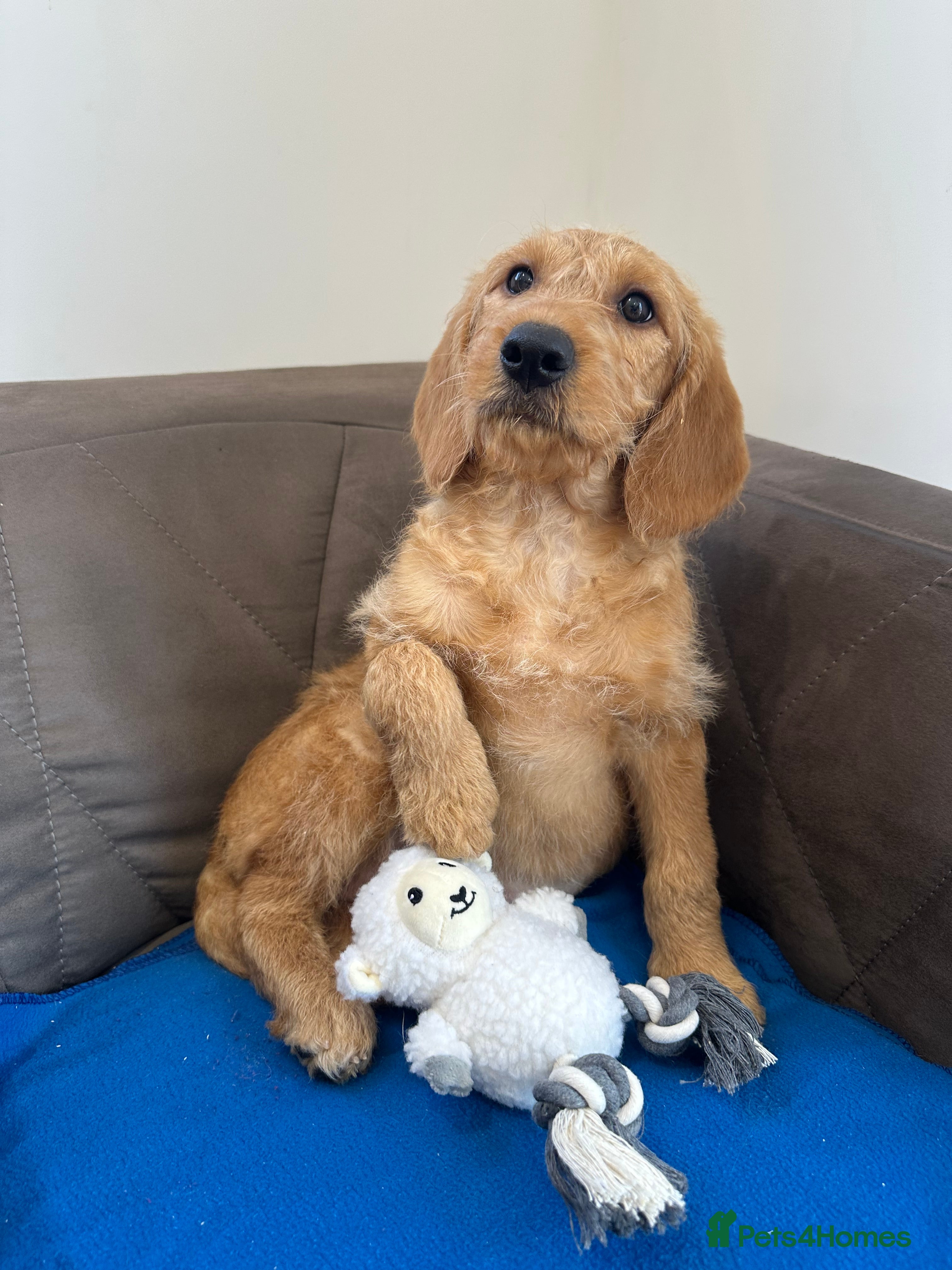 Labradoodle dogs ⭐️Fully Health Tested F1 Miniature Labradoodles⭐️  - Advert 10