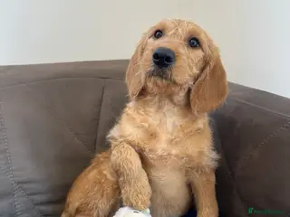 Labradoodle dogs ⭐️Fully Health Tested F1 Miniature Labradoodles⭐️ - Advert 3