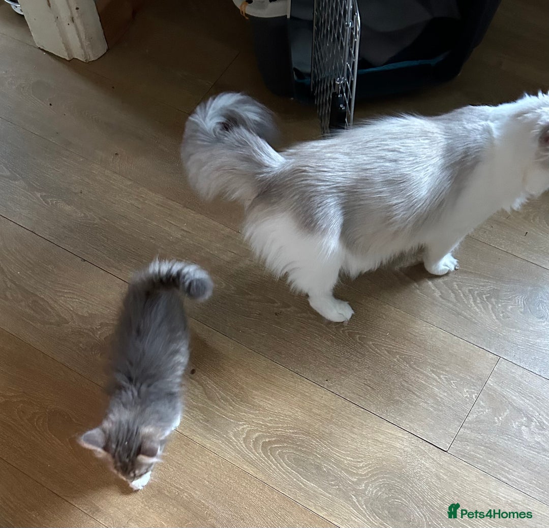 Siberian cats for sale: Siberian GCCF. kittens no hidden cost ready 6 oct  - Image 22