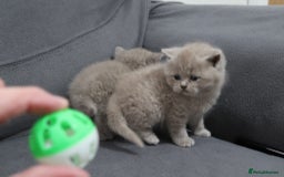 British Shorthair cats for sale: British shorthair kittens lilac/blue - Image 14