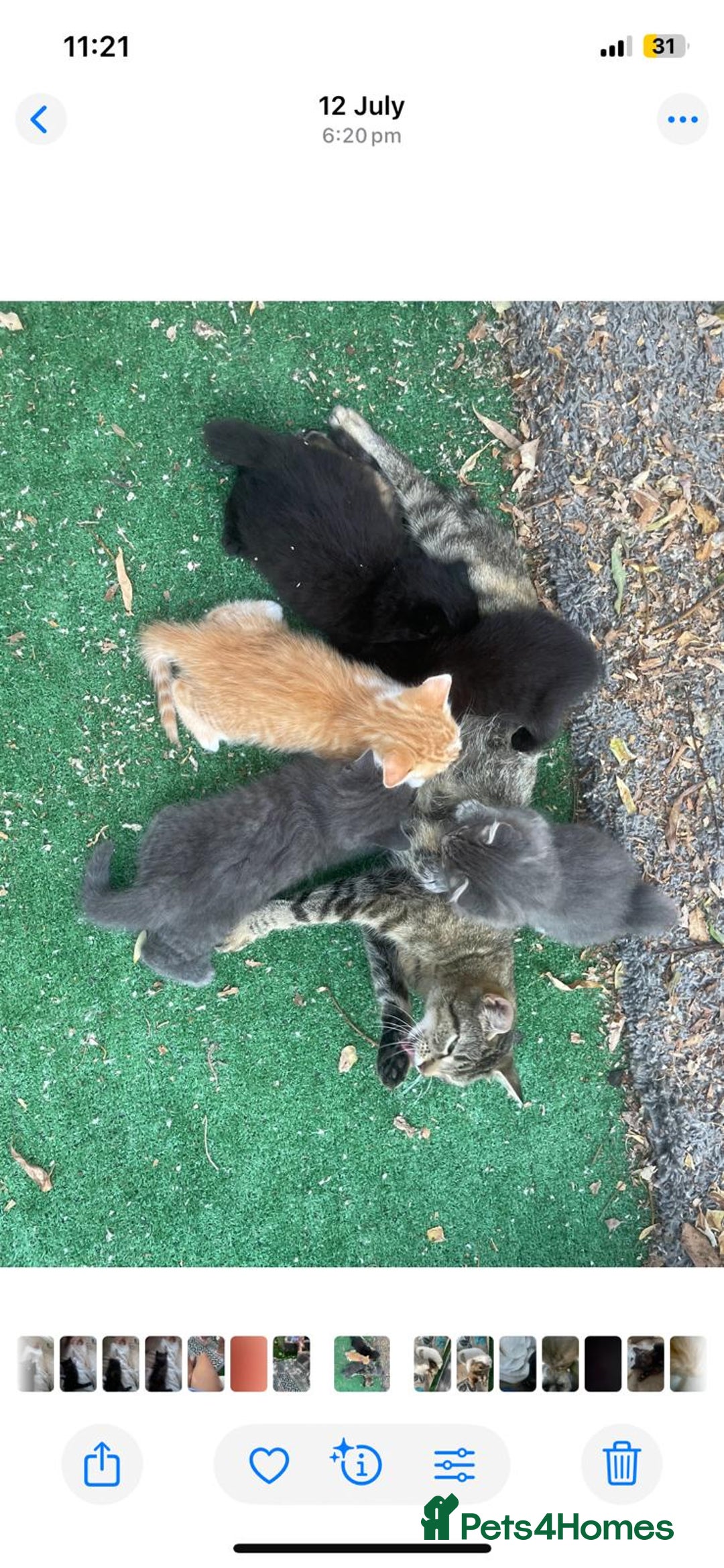 Mixed Breed cats for sale: Adorable Kittens ready for their new forever home  - Image 7