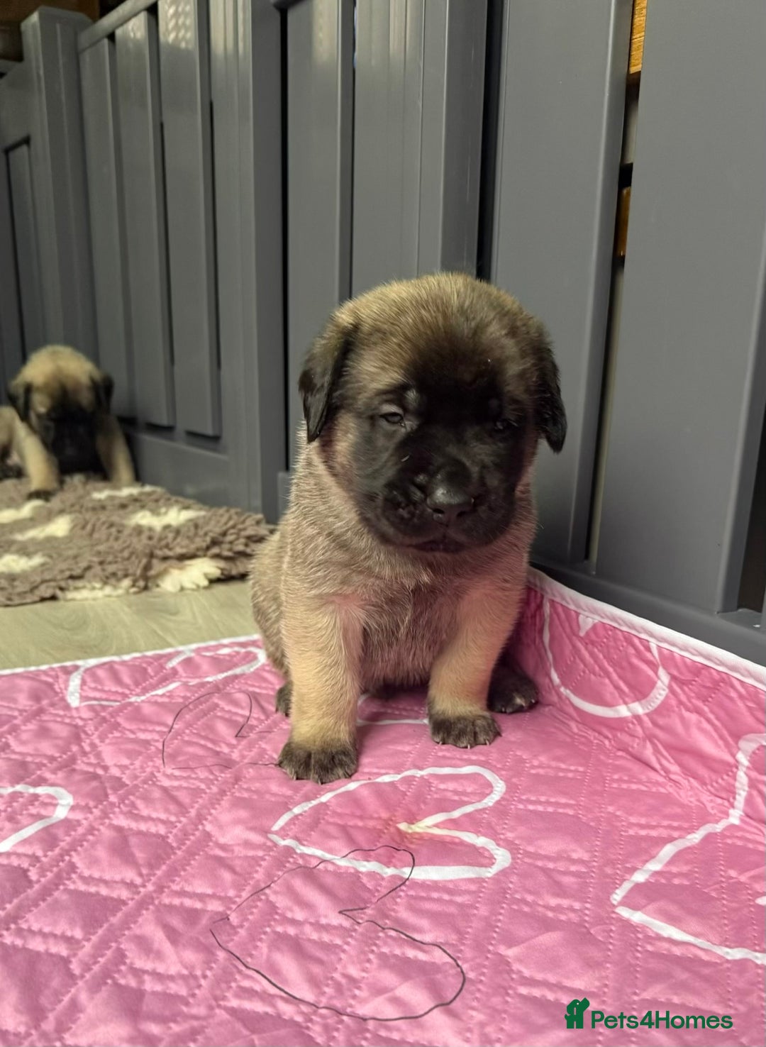 Mastiff dogs for sale: KC English mastiff Puppies  - Advert 4
