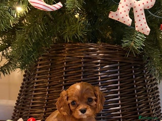 Cavalier King Charles Spaniel dogs Last Handsome KC Cavalier King Charles Puppy. - Advert 16