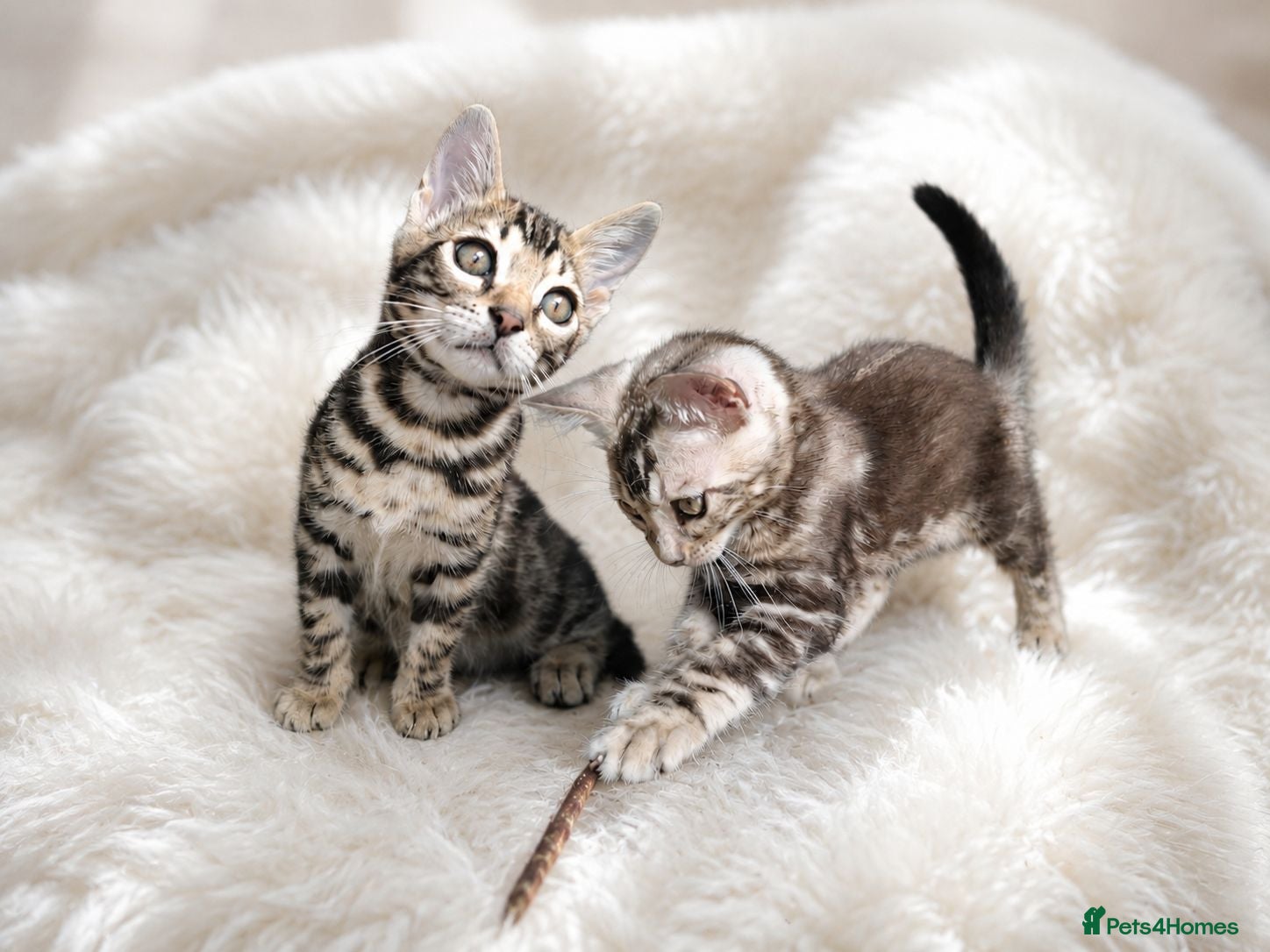 Bengal cats Outstanding Bengal Kittens TICA - Advert 1