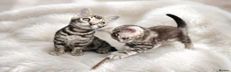 Bengal cats for sale: Outstanding Bengal Kittens TICA - Advert 1