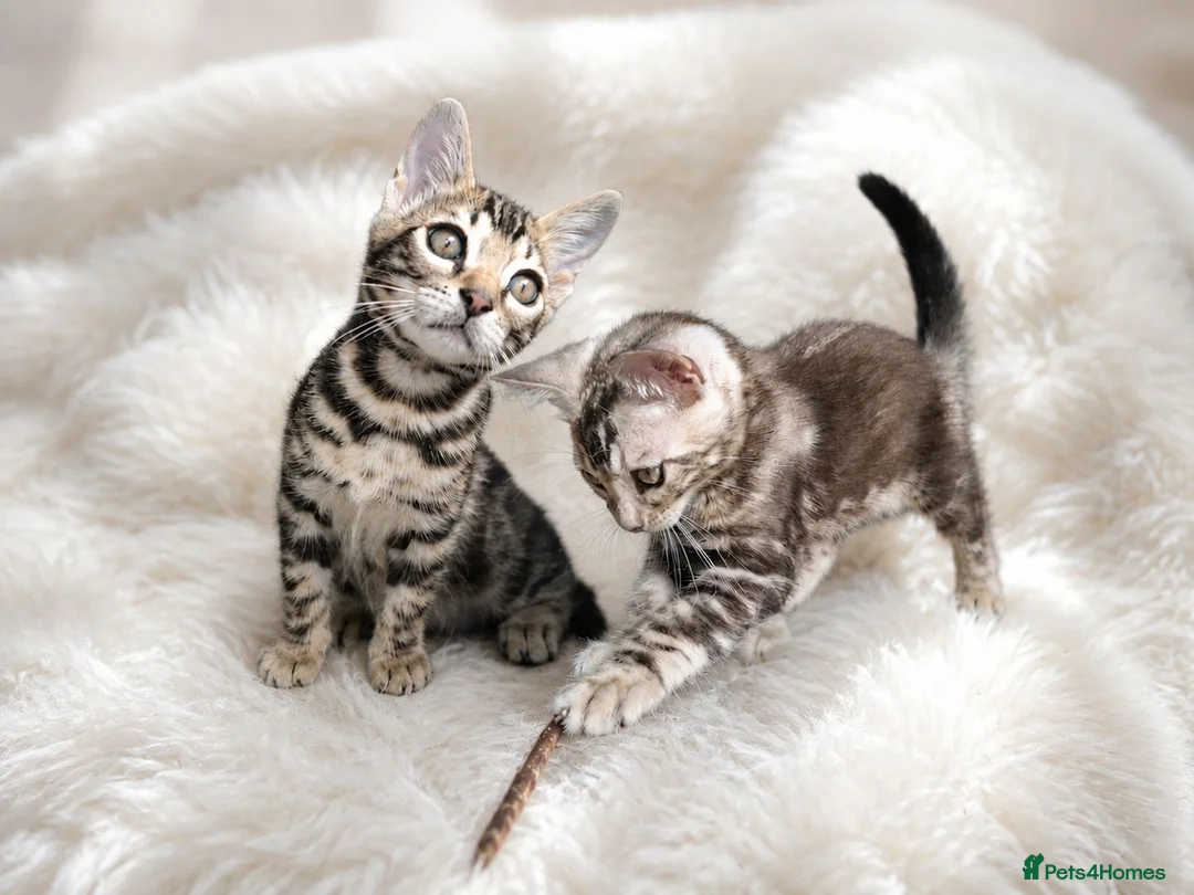 Bengal cats for sale: Outstanding Bengal Kittens TICA - Advert 1