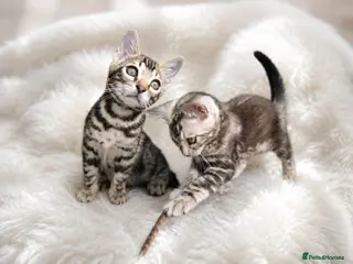 Bengal cats for sale: Outstanding Bengal Kittens TICA - Advert 1