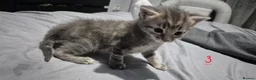 Mixed Breed cats for sale: Gorgeous grey kittens in Nottingham - Advert 2