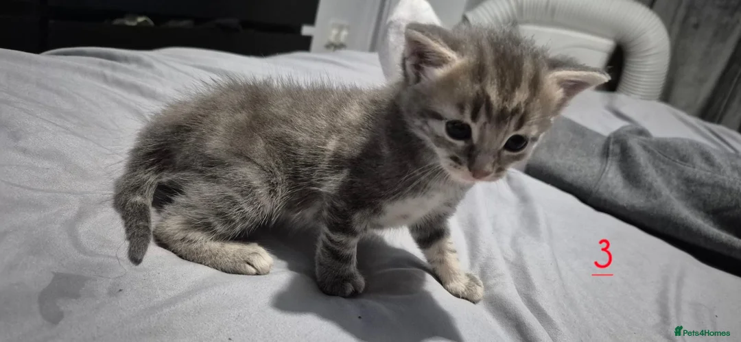Mixed Breed cats for sale: Gorgeous grey kittens in Nottingham - Advert 2