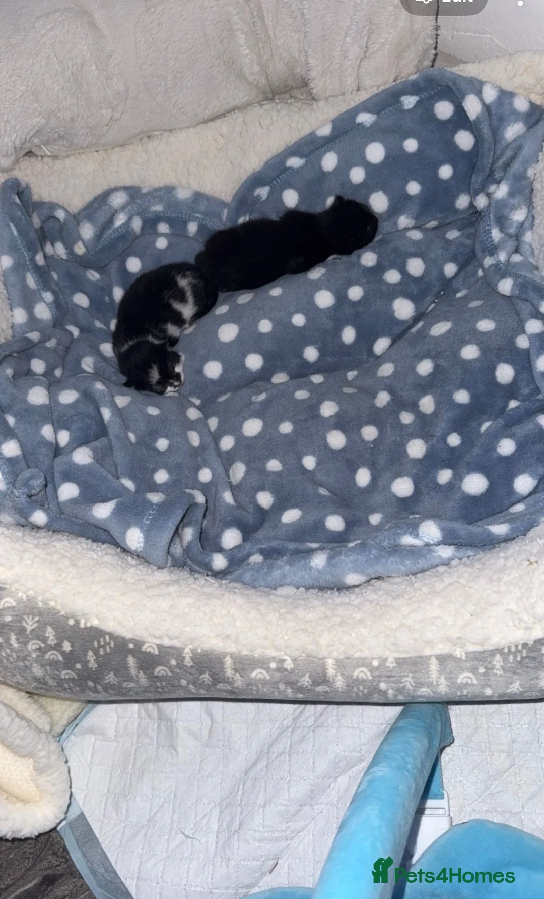 Mixed Breed cats for sale: 2 kittens and a mother cat for sale  in Wakefield - Advert 3