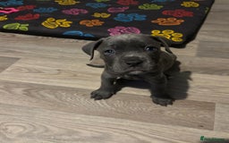 Mixed Breed dogs for sale: Reduced 1 boy left  £600       cane corso cross  - Image 5