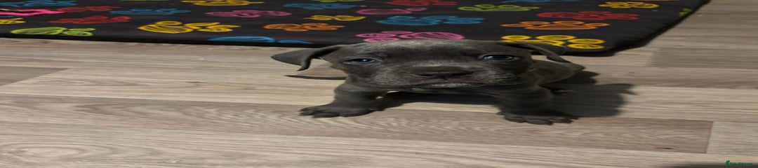 Smallest Grey girl Mixed breed 