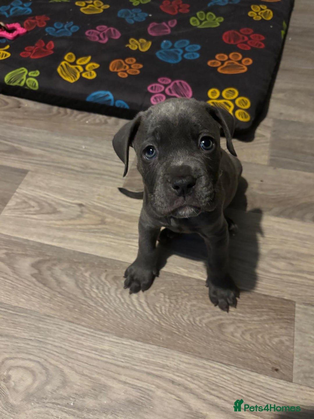 Mixed Breed dogs for sale: Reduced 1 boy left  £600       cane corso cross  - Image 5