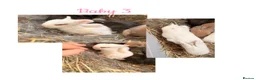 Mini Lion Lop rabbits for sale: Mini lion lop*X Netherland dwarf  in Rotherham - Advert 2
