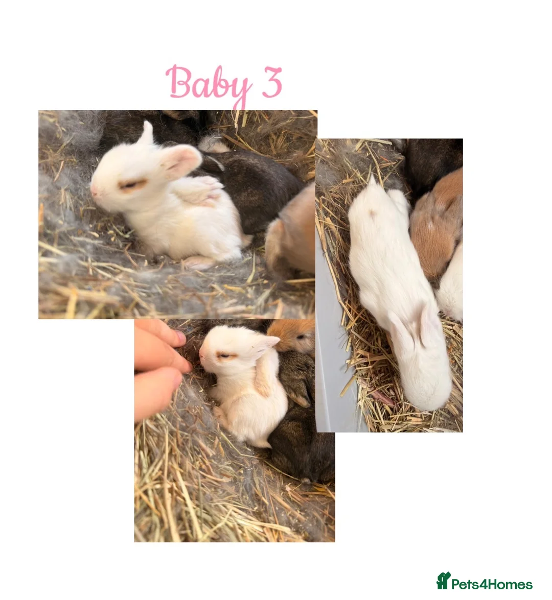 Mini Lion Lop rabbits for sale: Mini lion lop*X Netherland dwarf  in Rotherham - Advert 2