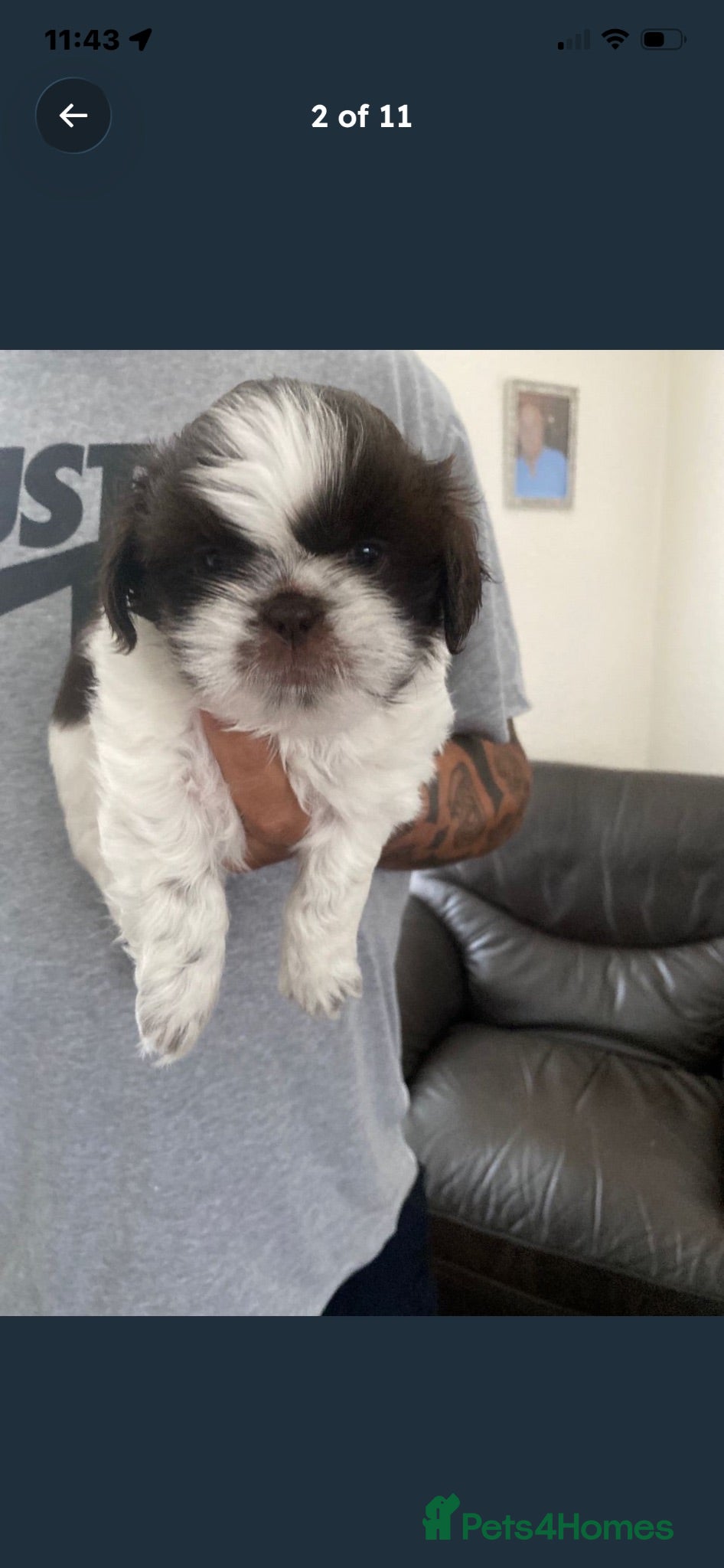 Shih Tzu dogs 2x beautiful tiny Shih Tzu  boys  - Advert 15