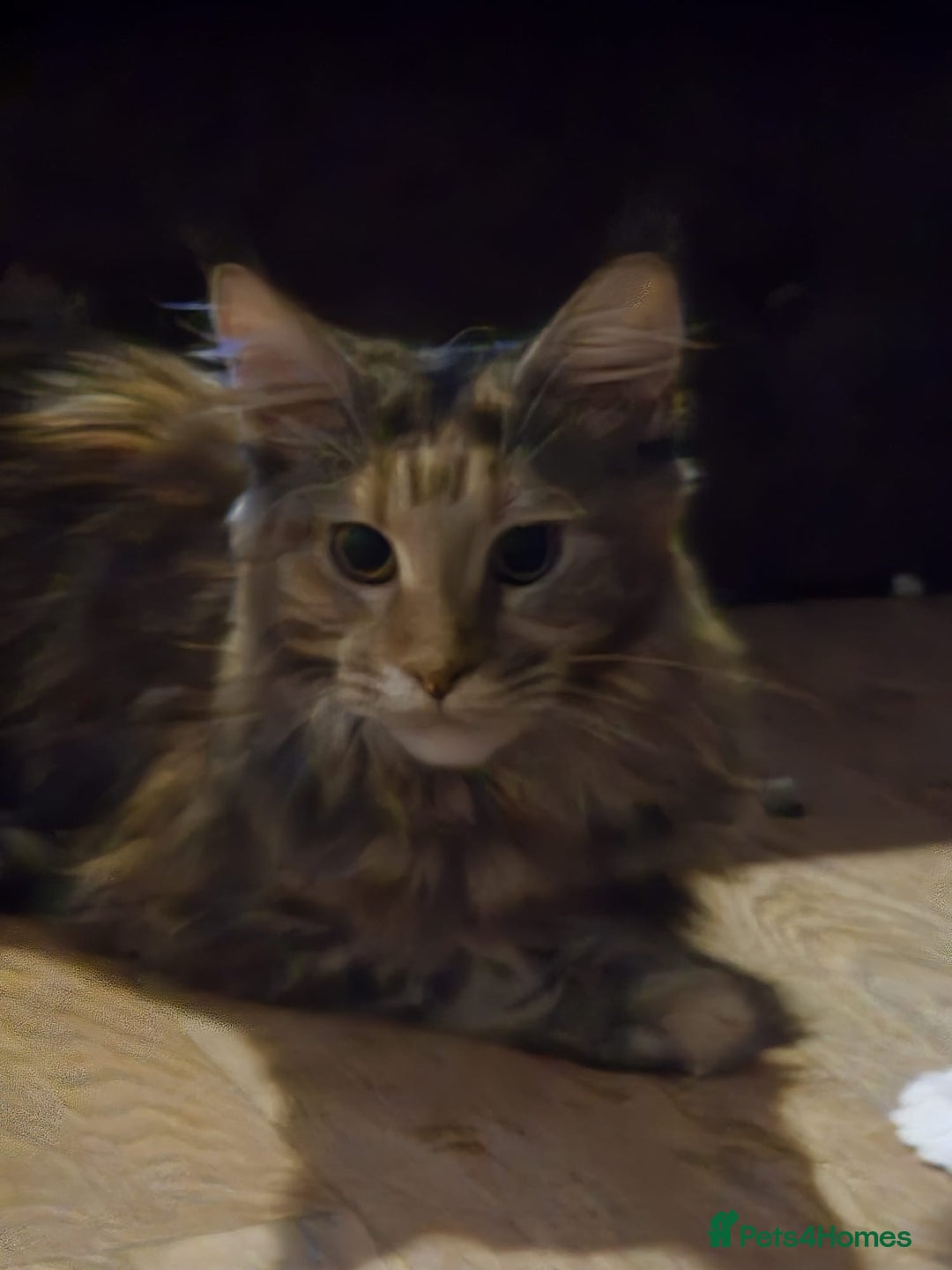 Maine Coon cats for sale: 8 month old Mainecoon - Advert 3