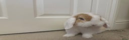 Mini Lop rabbits for sale: Male mini lop in need of friends - Advert 6