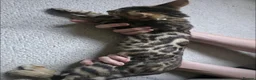 Bengal cats for sale: 2 stunning tica active male kittens. Ready to go - Advert 12