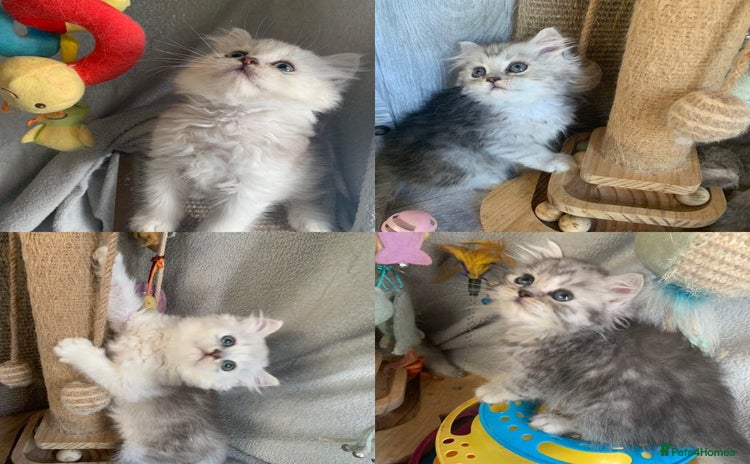British Longhair cats in Bournemouth - Advert 1