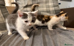 British Shorthair cats for sale: A beautiful grey and white markings girl left - Image 18