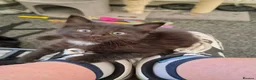 Mixed Breed cats for sale: Black and white mixed breed kitten - Advert 6