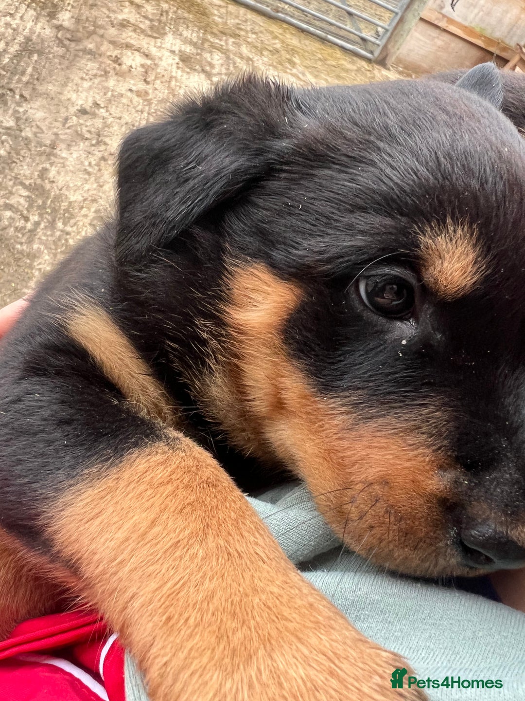 Rottweiler dogs for sale: Rottie puppies - Advert 7