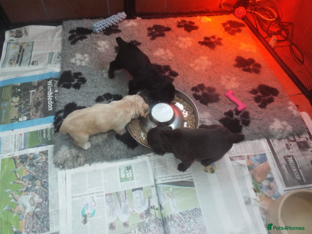 Cocker Spaniel dogs for sale: WORKING COCKER SPANIEL PUPPIES - Advert 5