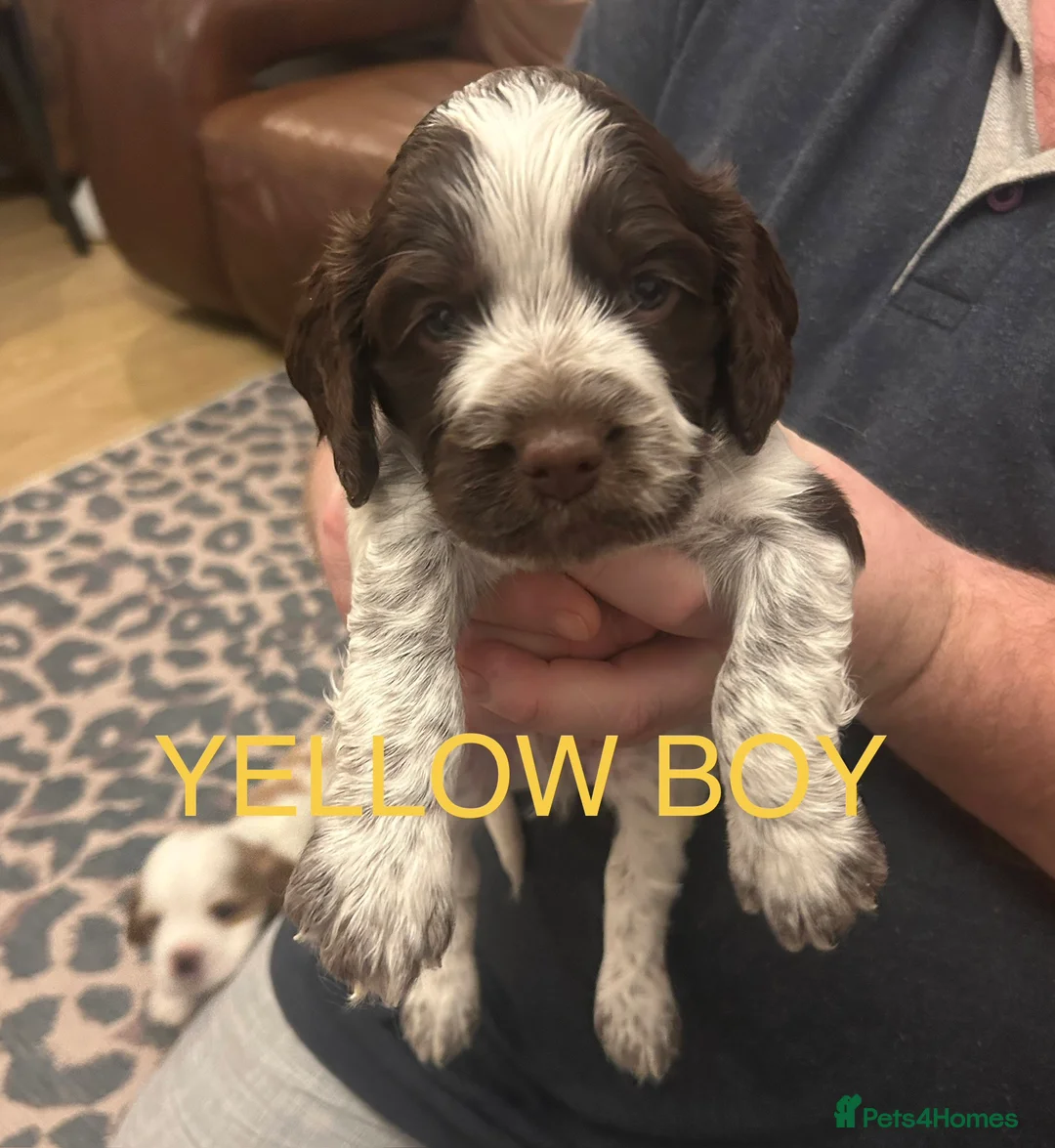 Sprocker dogs for sale: Sprocker Spaniel Puppies - Advert 5