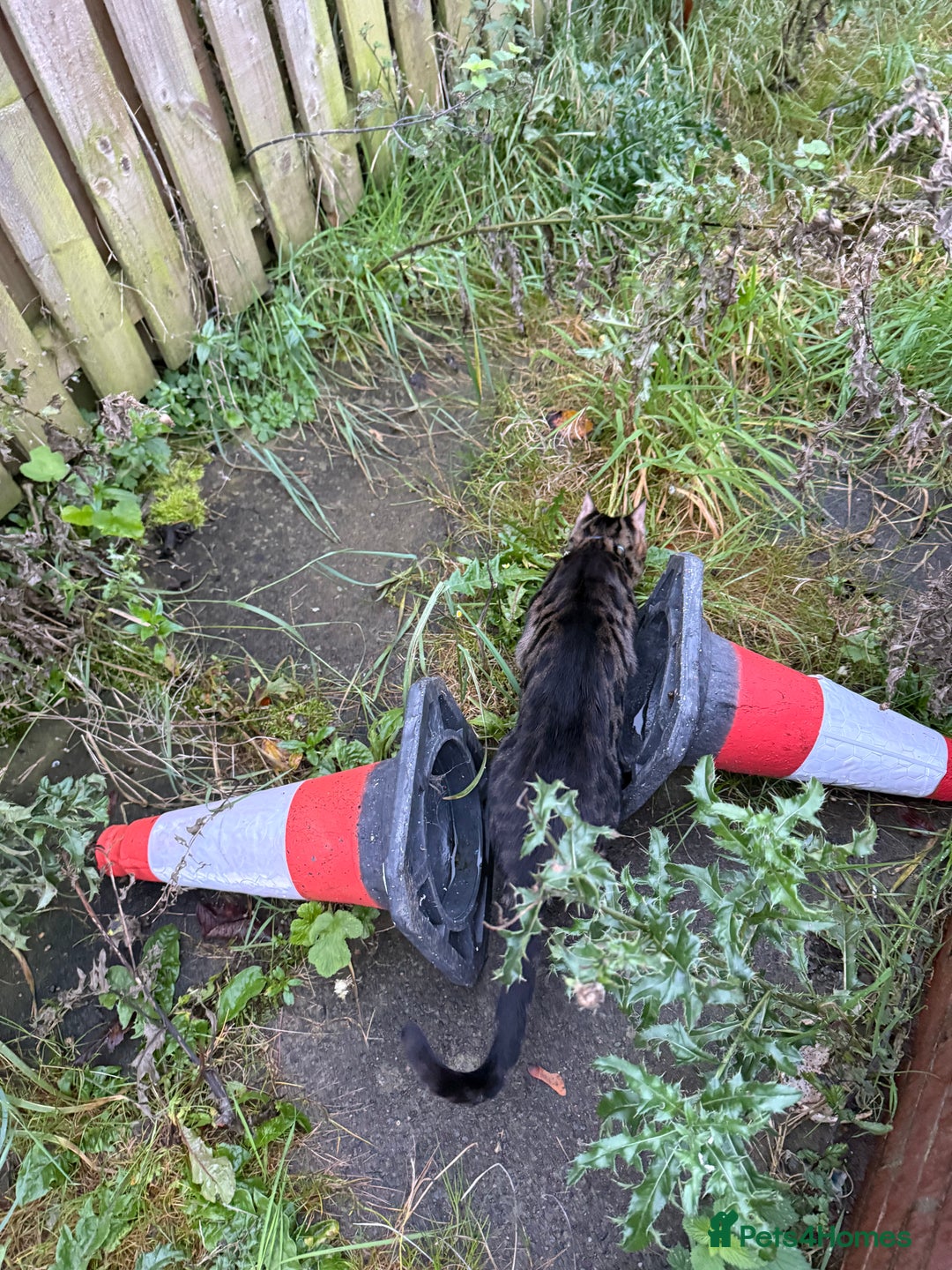 Bengal cats for stud: Stunning Bengal for stud - Advert 29