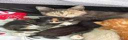 Domestic Shorthair cats for sale: 6 kittens ready to be taken home - Advert 2