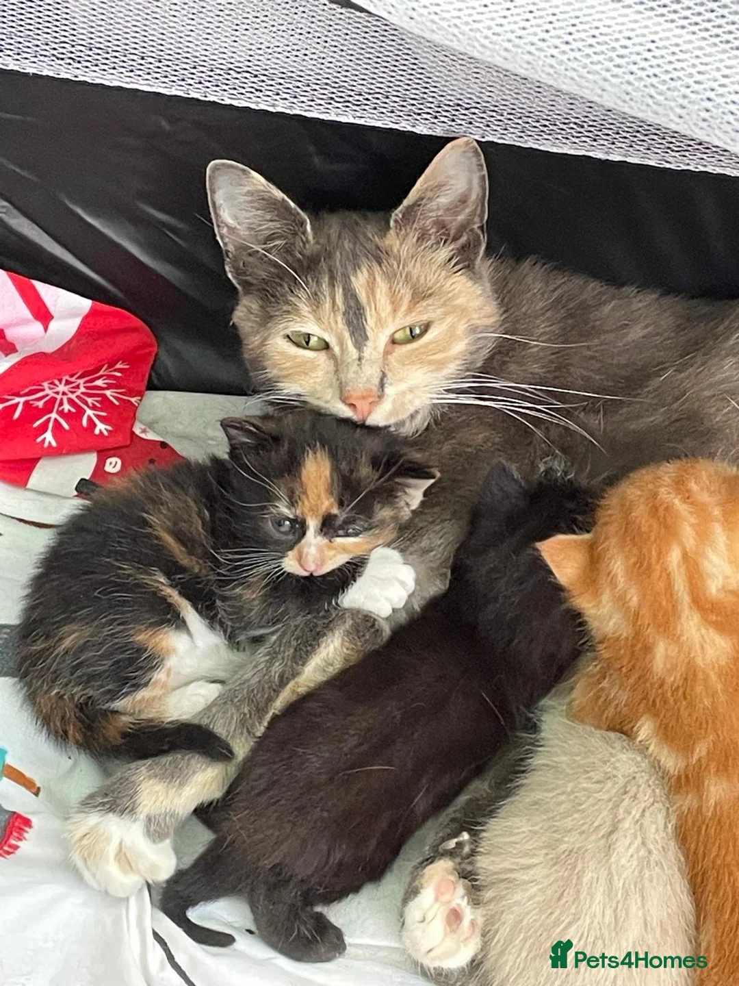 Domestic Shorthair cats for sale: 6 kittens ready to be taken home - Advert 2