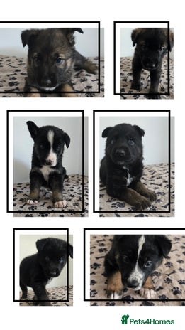 Mixed Breed dogs in Chatham - Advert 12