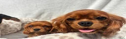 Cavalier King Charles Spaniel dogs for sale: Cavalier King Charles  - Advert 15