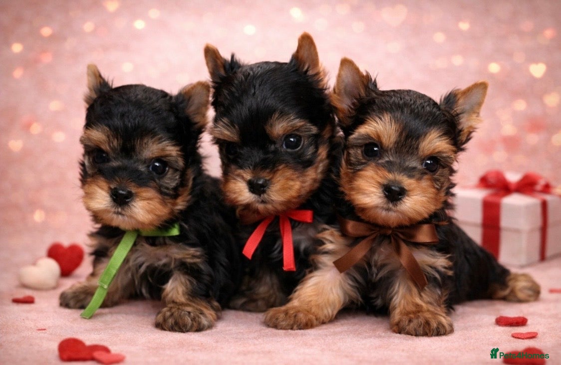 Yorkshire Terrier dogs ❣️Miniature Yorkshire Terriers – 4 Boys VERY SMALL - Advert 1