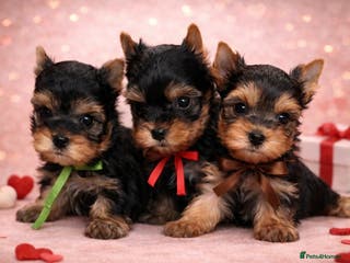 Yorkshire Terrier dogs ❣️Miniature Yorkshire Terriers – 4 Boys VERY SMALL - Advert 1
