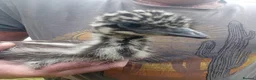 Emus poultry for sale: Emu Chick for Sale - Advert 4