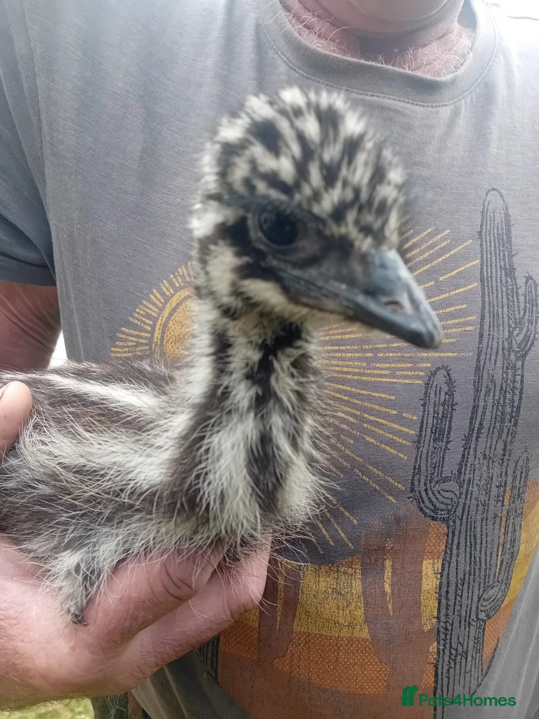 Emus poultry for sale: Emu Chick for Sale - Advert 4