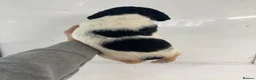 English Springer Spaniel dogs for sale: Kc springer spaniel Puppies - Advert 8