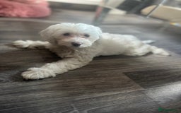 Cockapoo dogs for sale: Stunning f1b cockapoos  - Image 12