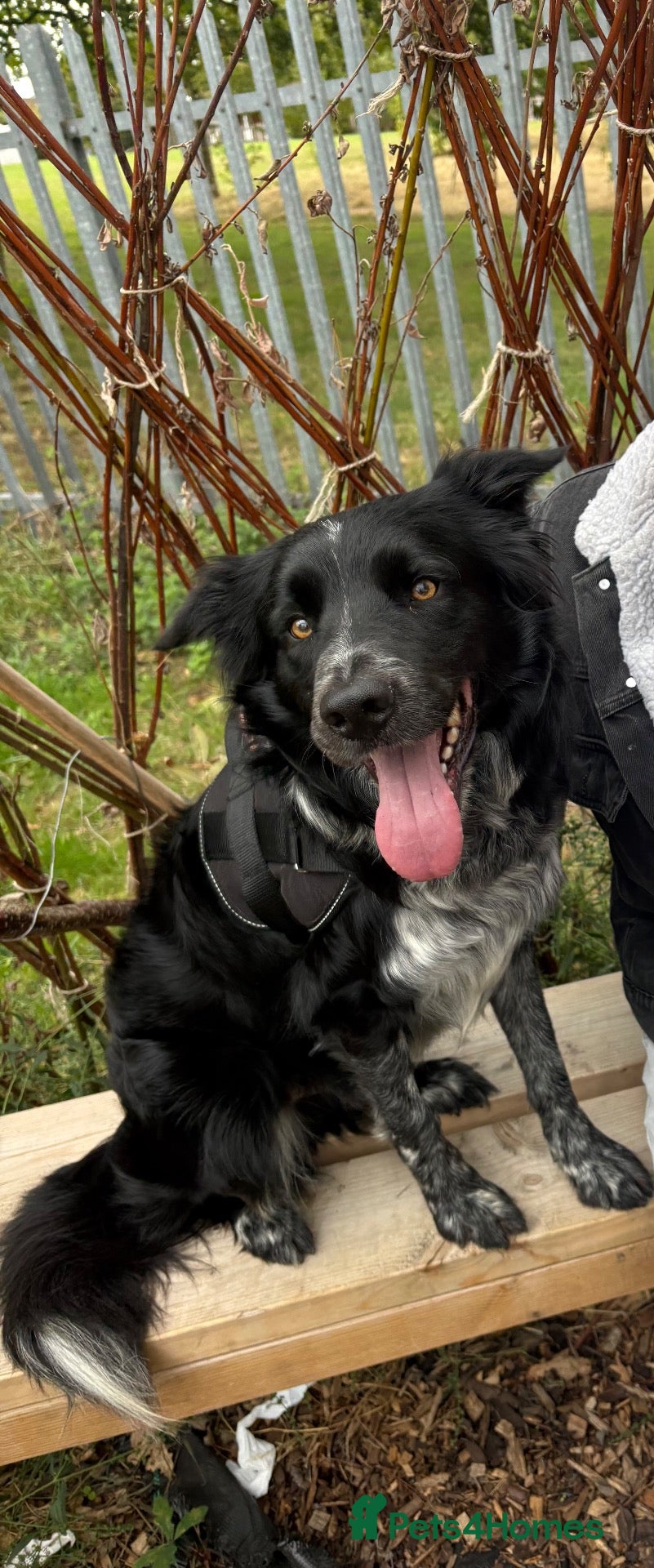 Border Collie dogs Jet the collie - Advert 6