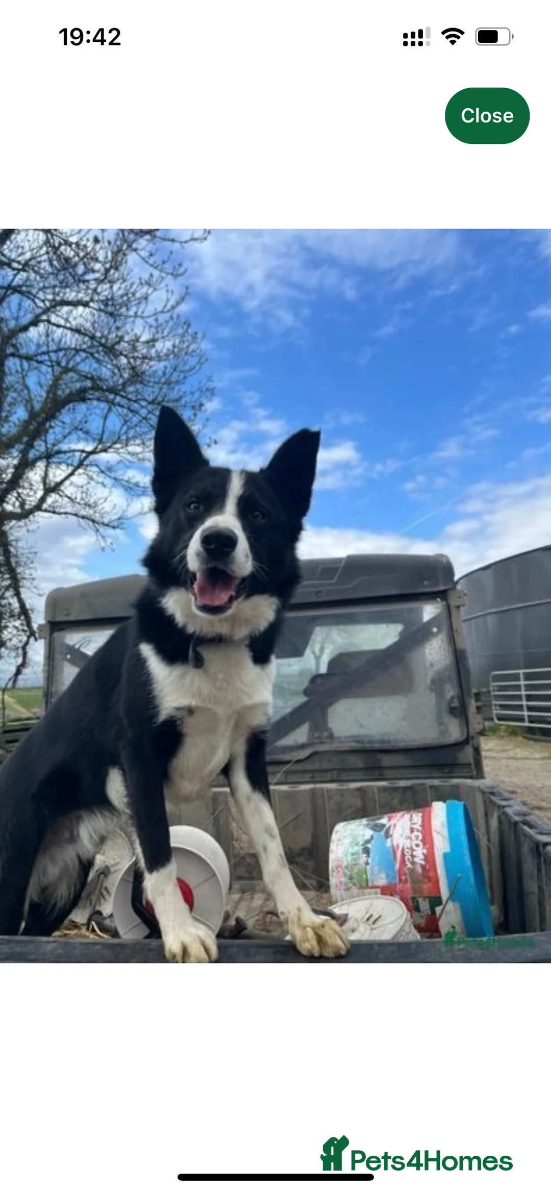 Border Collie dogs for stud: Border collie for stud - Advert 3